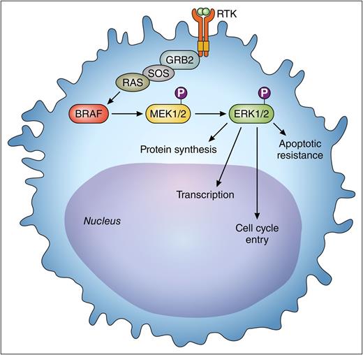 The activated BRAF pathway provides oncogenic signaling to the leukemic hairy cell through the MEK-ERK cascade. Vemurafenib is an inhibitor of BRAF in this pathway. The activity of pERK is reduced as a consequence of BRAF inhibition. The reduced pERK results in decreased cell proliferation. This is measured by immunohistochemical analysis and is used as a pharmacodynamics biomarker of BRAF inhibition. P, indicates a phospho-group; RTK, receptor tyrosine kinase. Professional illustration by Patrick Lane, ScEYEnce Studios.