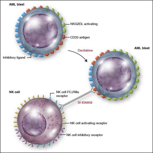 Decitabine may have immunomodulatory effects. Vasu et al show that decitabine significantly increases NKG2DL on AML blasts resulting in higher BI 836858–mediated ADCC postdecitabine when compared with predecitabine treatment. Professional illustration by Somersault18:24.