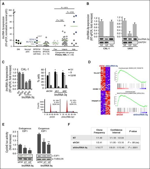 Figure 4. lincRNA-3q overexpression in BPDCN and AML drives G1/S and leukemia-driver gene expression programs. (A) RT-qPCR-derived lincRNA-3q expression profiles in normal bone marrow; normal pDC; BPDCN (CAL-1, GEN2.2), AML (U937, MUTZ-3), and chronic myeloid leukemia cell lines (K562); and in BPDCN and AML patient samples. AML patients are classified according to cytogenetic risk group. Cases presenting chromosome 3q abnormalities are identified in blue. (B) RT-qPCR and RT-PCR analysis of the subcellular localization of lincRNA-3q in CAL-1 BPDCN cells and U937 AML cells. RNA extracted from whole-cell and subcellular fractions (n = 2). Glyceraldehyde-3-phosphate dehydrogenase (GAPDH) was used as a control. (C) RT-qPCR-derived lincRNA-3q expression in CAL-1 cells transduced with control (shCtrl) or lincRNA-3q-targeting short hairpin constructs (sh1 and 2) (left). Cell cycle analysis in CAL-1 cells transduced with control (shCtrl) or lincRNA-3q sh1 and 2 constructs (upper right). *P < .05 by Wilcoxon test; n = 6. Representative histogram representation of percentage of cells in cell cycle phases (n = 4) (lower right). (D) GSEA plots obtained by comparing gene expression profiles of CAL-1 cells transduced with control (shCtrl) or lincRNA-3q-targeting short hairpin (shlincRNA-3q) (right) and associated heatmap (n = 4 for each group) (left). Genes mentioned in the text are marked with an arrow. (E) E2F cyclin E–luciferase (luc) reporter assay in H1299 cells transiently transfected with control or siRNA targeting lincRNA-3q with or without addition of exogenous E2F1 (100 ng) (upper). *P < .05, **P < .01 by Wilcoxon test; n = 6. Western blot using anti-E2F1 antibody in H1299 cells transduced with siCtrl or silincRNA-3q, as indicated (n = 2) (lower). (F) Table presenting clone frequency and associated statistics derived from in vitro limiting dilution clonogenicity for CAL-1 either nontransduced (NT) or transduced with control (shCtrl) or lincRNA-3q-targeting (shlincRNA-3q) shRNA. Adv, adverse; cyt, cytosolic fraction; Fav, favorable; Interm, intermediate; nuc, nuclear fraction; tot, whole cell extract.