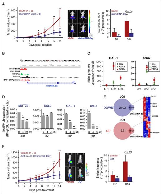 Figure 5. Abrogation of lincRNA-3q activity by BET inhibition in BPDCN and AML leukemia cells. (A) Tumor growth kinetics measured in nude mice engrafted with shCtrl or shlincRNA-3q-transduced CAL-1 cells (left); bioluminescence imaging for 2 representative mice (day 14) (middle); and quantification of tumor bioluminescence (7 and 14 days postinjection) for each group (right). *P < .05, **P < .01 by Student t test; n = 8 for each group. (B) Genomic organization of the lincRNA-3q locus and BRD4 ChIP-sequencing analysis (ArrayExpress accession number ERP004614) showing promoter occupancy by BRD4 in MUTZ-3 cell line (3q rearrranged AML) compared with K562 cell line (no 3q rearrangement). ENCODE data showing positions of active chromatin marks and phospho-RNA polymerase II (Pol II) binding, as indicated. (C) Anti-BRD4 and anti-AcH3 ChIP at the promoter region of lincRNA-3q in CAL-1 and U937 cells, as indicated. (D) RT-qPCR-derived lincRNA-3q expression in MUTZ3, K562, U937, and CAL-1 cells treated with 1 μM JQ1 at the time indicated. *P < .05, **P < .01 by Wilcoxon test; n = 3. (E) Venn diagrams (left) and heatmap (right) showing time course of differential gene expression of lincRNA-3q targets upon JQ1 treatment in CAL-1, as indicated. (F) Tumor growth kinetics measured in nude mice bearing tumors derived from CAL-1 cell lines after control or JQ1 treatment (left); bioluminescence imaging for 2 representative mice (day 14) (middle); and quantification of tumor bioluminescence (7 and 14 days posttreatment) for each group (right). *P < .05, **P < .01 by Student t test; n = 6 for each group. AcH3, acetylated histone H3; BET, bromodomain and extraterminal domain; Ig, immunoglobulin; LP, lincRNA ChIP Primer.
