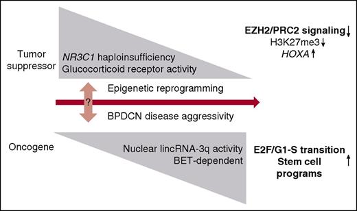 Figure 6. A model illustrating how NR3C1 haploinsufficiency and lincRNA-3q misregulation contribute to BPDCN pathogenesis. We postulate that attenuated GCR signaling and lincRNA-3q malfunction drive BPDCN disease pathogenesis through epigenetic reprogramming. This is proposed to favor emergence of clinically aggressive disease and predicted to occur progressively by 2 routes. In the first, altered GCR signaling drives a loss-of-EZH2 phenotype that rewires key downstream PRC2 targets (eg, the HOXA locus) and drives deregulation of pDC differentiation pathways and treatment resistance in BPDCN. In the second, BET-dependent desilencing of oncogenic lncRNA genes (lincRNA-3q) may occur as “collateral damage” downstream of altered GCR and EZH2 activity or through other mechanisms. Abnormal activity of the affected nuclear lncRNA (in this case, lincRNA-3q) would engage further rounds of epigenetic reprogramming, leading to misregulation of E2F activity and activation of leukemia stem cell programs.