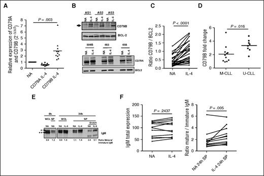 Figure 5. IL-4 increases expression of CD79B and the “mature” glycoform of sIgM. CLL samples were treated with IL-4 for 24 hours or left untreated as a control (NA). (A) CD79A and CD79B mRNA expression was quantified by quantitative polymerase chain reaction (n = 9). β2M was used as the housekeeping gene, and relative expression values were normalized to the untreated cells. (B) Representative sample expressing CD79A and CD79B protein was analyzed by immunoblotting and (C) summarized for CD79B from immunoblotting following Image J quantitation (n = 26). BCL2 expression was analyzed as a loading control. (D) The fold change of CD79B expression between the NA control and IL-4 treated cells was quantified and represented for U-CLL and M-CLL (n = 19). (E) CLL cells were treated with IL-4 and assessed by immunoblotting for total levels of μ-chain (whole cell protein; WCL) or surface protein (SP) μ-chain. EndoH was used to digest the mannosylated µ-chain of IgM (**), whereas the fully glycosylated form (*) was confirmed by resistance to EndoH cleavage. (F) WCL extraction or SP was analyzed by immunoblotting from CLL samples treated in the presence or absence of IL-4. The protein band intensity of mature and immature IgM was quantified using Image J (n = 12). Statistical significance was determined by paired Student t test or Wilcoxon matched pairs signed rank test.