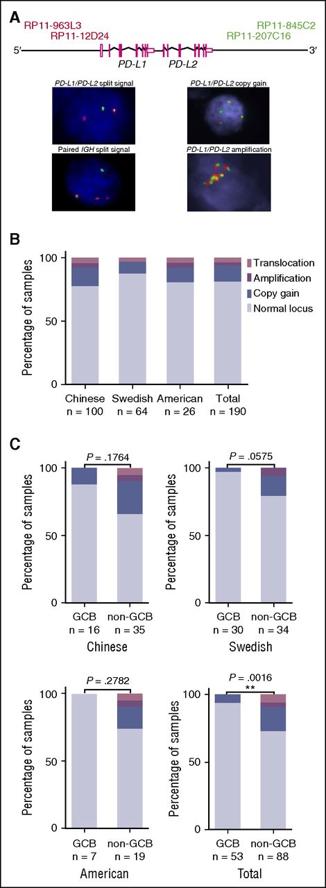 Figure 2. Screening for cytogenetic alterations in the PD-L1/PD-L2 locus by FISH and WGS. FISH was performed on 179 samples and WGS on 24 samples. A number of samples underwent both analyses. In total, the status of the PD-L1/PD-L2 locus was made known across 190 DLBCL samples. (A) FISH probes and examples of cytogenetic alterations. The probes targeting the 5′ end of the PD-L1/PD-L2 locus were labeled in red and those targeting the 3′ end in green. A split signal indicative of a translocation is characterized by the lack of colocalization of the green and red probes within a nucleus. Gain is defined as the presence of 3 to 4 target loci within a cell, whereas amplification corresponds to ≥5 copies of the loci within a cell. (B) Distribution of PD-L1/PD-L2 translocations, gains, and amplifications across the different cohorts investigated. Data acquired by FISH and WGS. (C) Distribution of alterations in the PD-L1/PD-L2 locus in the 2 disease subtypes across the different cohorts. Fisher exact test was used for comparison of the frequency of these alterations between GCB and non-GCB samples.