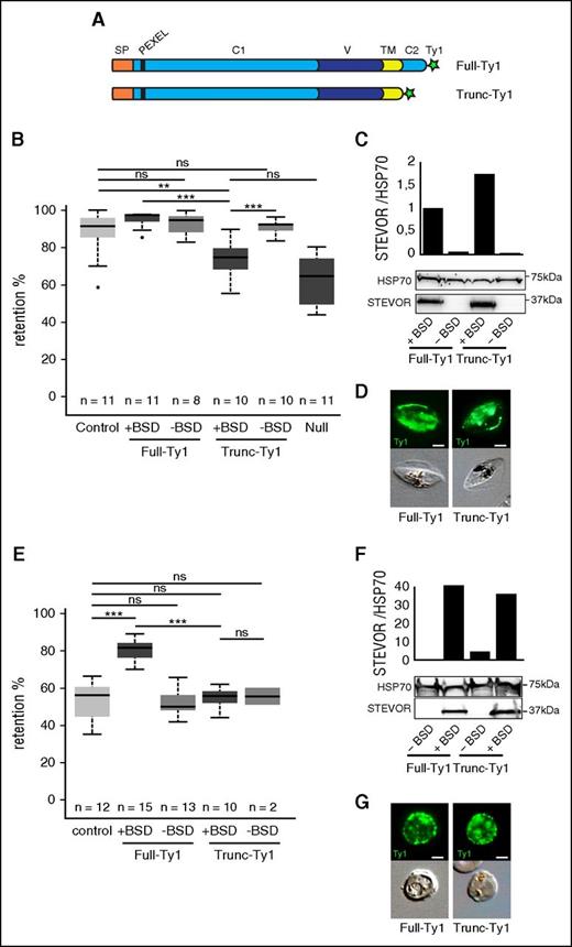 Figure 1. The cytoplasmic domain of STEVOR contributes to infected erythrocyte stiffness. (A) Schematic representation of STEVOR recombinant proteins overexpressed in the Full-Ty1 and in the Trunc-Ty1 lines. Signal peptide (orange, SP), PEXEL/HT motif (black bar), N-terminal semiconserved region (light blue, C1), hypervariable region (dark blue, V), transmembrane domain (yellow, TM), C-terminal conserved cytoplasmic region (light blue, C2), and Ty1-tag (green star) are indicated. (B,E) Retention rates in microsphilters of stage III GIE (B) and asexual stages (E) from the control (light gray), the Full-Ty1, the Trunc-Ty1, and the Null lines cultivated with (+BSD, dark gray) or without (−BSD, medium gray) BSD. Error bars denote the standard error of the mean. Outliers are shown as open circles. Stars represent highly significant differences in retention rates (***P < .001; **P < .01). n, number of experiments; ns, nonsignificant differences in retention rates. (C,F) Western blot analysis of STEVOR expression in stage III GIE (C) and asexual stages (F) from the Full-Ty1 and the Trunc-Ty1 lines cultivated with (+BSD) or without (−BSD) BSD. Immunoblots were probed with a rabbit polyclonal antibody directed against STEVOR (PFC0025c) and with a rat polyclonal antibody directed against HSP70 to normalize expression. Quantitation of signal intensities was realized using Quantity One software (Bio-Rad). (D,G) Immunofluorescence analysis of stage III GIE (D) and asexual stages (G) from the Full-Ty1 and the Trunc-Ty1 lines. Infected erythrocytes were stained with anti-Ty1 antibodies followed by anti-mouse Alexa 488–conjugated IgG. Pictures were taken under identical exposure conditions. The bars represent 2 µm.