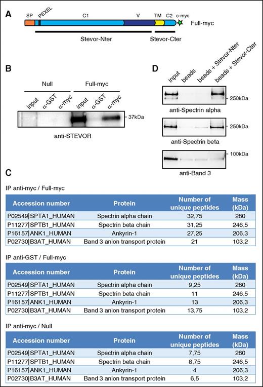 Figure 2. STEVOR proteins interact with components of the ankyrin complex. (A) Schematic representation of STEVOR recombinant protein overexpressed in the Full-myc line. Black bars represent recombinant his-tagged Stevor-Cter and N-terminal (Stevor-Nter) domains. (B) Immunoprecipitation of stage III V GIE lysates from the Full-myc and the Null lines with anti-myc and anti-GST antibodies. Immunoblot was probed with a rabbit polyclonal antibody directed against STEVOR (PFL2610w). (C) MS analysis of immunoprecipitates from the Full-myc and the Null line with anti-myc and anti-GST antibodies. *Average number of peptides for 4 independent experiments. (D) Pulldown assays of recombinant spectrin dimer (Sigma-Aldrich) (top and middle panel) or recombinant Band 3 (bottom panel) with recombinant his-tagged STEVOR C-terminal (Stevor-Cter) or N-terminal (Stevor-Nter) domains on nickel beads. Input represents 10% of recombinant proteins used for pulldowns. Immunoblot were probed with a rabbit anti-spectrin α antibody (top panel), a rabbit anti-spectrin β antibody (middle panel) or a rabbit anti-band 3 antibody (bottom panel).