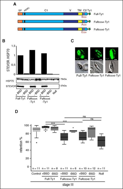 Figure 5. Immature GIE stiffness is dependent on STEVOR S324 phosphorylation. (A) Schematic representation of STEVOR recombinant protein overexpressed in the Full-Ty1, the FullS324A-Ty1, and the FullS324E-Ty1 lines. Red bar, The serine 324 in the Full-Ty1 line is mutated in alanine 324 in the FullS324A-Ty1 line and in glutamate 324 in the FullS324E-Ty1 line, respectively. (B) Western blot analysis of STEVOR expression in stage III GIE from the Full-Ty1, the FullS324A-Ty1, the FullS324E-Ty1 and the Null lines cultivated with (+BSD) or without (−BSD) blasticidin. Immunoblots were probed with a rabbit antibody directed against STEVOR (PFC0025c) and with a rat antibody directed against HSP70 to normalize expression. Quantitation of signal intensities was realized using Quantity One software (Bio-Rad). (C) Immunofluorescence analysis of stage III GIE from the Full-Ty1, the FullS324A-Ty1, and the FullS324E-Ty1 lines. Infected erythrocytes were stained with anti-Ty1 antibodies followed by anti-mouse Alexa 488–conjugated IgG. Pictures were taken under identical exposure conditions. The bars represent 2 µm. (D) Retention rates in microsphilters of stage III GIE from the control (light gray), the Full-Ty1, the FullS324A-Ty1, the FullS324E-Ty1, and the Null lines cultivated with (+BSD, dark gray) or without (−BSD, medium gray) BSD. Error bars denote the standard error of the mean. Outliers are shown as open circles. Stars represent highly significant differences in retention rates (***P < .001). ns, nonsignificant differences in retention rates.