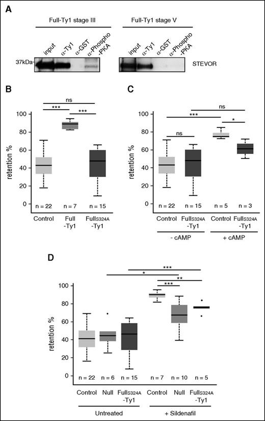 Figure 6. The switch in deformability in mature stages occurs upon STEVOR S324 dephosphorylation. (A) Immunoprecipitation of stage III and stage V GIE lysates from the Full-Ty1 line with anti-Ty1, anti-GST, and anti-phospho-PKA antibodies. Immunoblots were probed with a rabbit antibody directed against STEVOR (PFC0025c). (B) Retention rates in microsphilters of stage V GIE from the control (light gray), the Full-Ty1 (medium gray), and the FullS324A-Ty1 (dark gray) lines. (C) Retention rates in microsphilters of stage V GIE from the control (light gray) and the FullS324A-Ty1 (dark gray) lines preincubated at 37°C 30 minutes with (+cAMP) or without (−cAMP) 100 µM 8Br-cAMP. (D) Retention rates in microsphilters of stage V GIE from the control (light gray), the Null (medium gray), and the FullS324A-Ty1 (dark gray) lines preincubated at 37°C 30 minutes with (+Sildenafil) or without (Untreated) 100 µM sildenafil citrate. Error bars denote the standard error of the mean. Outliers are shown as open circles. Stars represent significant differences in retention rates (***P < .001; **P < .01; *P < .05). ns, nonsignificant differences in retention rates.