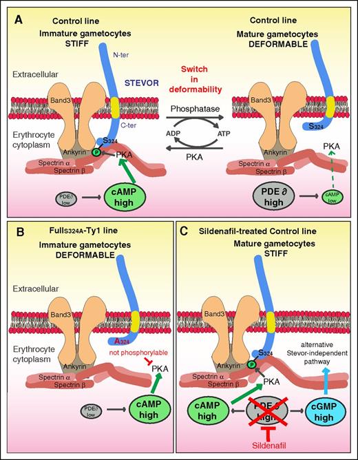 Figure 7. Model for STEVOR phosphorylation-mediated regulation of GIE deformability. (A) Regulation of deformability in immature and mature GIE from the control line. (B) Deformable phenotype in immature GIE from the FullS324-Ty1 line. (C) Stiff phenotype in sildenfil-treated mature GIE from the control line.