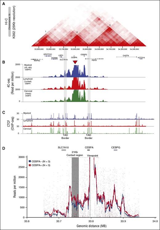 Figure 1. The CEBPA promoter contacts multiple intra-TAD genomic sites. Stronger interaction with a 21-kb genomic region in CEBPA-expressing myeloid cells. (A) HI-C heatmap matrix (25-kb resolution) in the K562 cell line on chromosome 19 reveals a 170-kb CEBPA TAD (2), which is flanked by TADs 1 and 3. The CEBPA TAD also contains CEBPG and part of SLC7A10. (B) Normalized 4C-seq profiles of myeloid CEBPA+ HL-60 (blue), lymphoid CEBPA− Jurkat (red) and cervical CEBPA− HeLa (green) cell lines. The viewpoint (red triangle) located at the CEBPA promoter shows multiple interacting sites confined to the CEBPA-TAD (borders marked in gray). (C) CTCF ChIP-seq (ENCODE) in the myeloid HL-60, lymphoid Jurkat, and cervical HeLa cell lines shows enrichment at the CEBPA TAD borders (gray) which overlap with the HI-C contact-matrix borders separating the CEBPA-containing TAD2 from TAD1 and TAD3. (D) Semiquantitative analysis of 4C-seq data to distinguish interacting regions occurring at higher contact frequencies in CEBPA+ myeloid cells (orange; n = 3) compared with CEBPA− cells (blue; n = 3). The CEBPA viewpoint is marked with a dotted line. A specific region indicated in gray of around 21 kb located 3′ of CEBPA and with >250 reads per million shows a statistically significant higher contact frequency (FDR < 0.05) in CEBPA+ as compared with CEBPA− cell lines.
