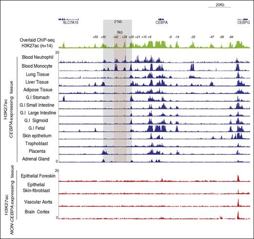 Figure 2. The CEBPA TAD exhibits a diverse combination of active enhancers in different CEBPA+ tissues. ChIP-seq for H3K27ac conducted in terminally differentiated neutrophils and monocytes (in-house) was compared with publicly available ChIP-seq H3K27ac (www.roadmapepigenomics.org/). Superimposed H3K27ac (top; green) ChIP-seq profiles from 14 different CEBPA+ tissue types shows 14 potential enhancers situated within the CEBPA TAD at 5′ (−9, −14, −25, −47, −56, −64 kb) and at 3′ (+9, +15, +21, +29, +34, +42, +50, +55 kb). Each individual CEBPA+ tissue type (middle; blue) shows a different combinatorial set of active enhancers. CEBPA− tissue types (bottom; red) do not exhibit H3K27ac at the locus, except at CEBPG. An intergenic 8-kb hotspot (red) located within the 21-kb contact domain (gray), contains 2 potential enhancers (+34 kb and +42 kb) that are H3K27ac enriched in neutrophils and monocytes only. G.I, gastrointestinal.