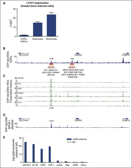 Figure 3. The +42-kb region is specifically H3K27ac marked in CD34+ HSCs. (A) CEBPA mRNA expression determined by qPCR in FACS-sorted populations of normal CD34+ bone marrow cells, metamyelocytes, and neutrophils (n = 3). (B) H3K27ac ChIP-seq in CD34+ cells, obtained from GCSF-mobilized peripheral blood cells, reveals enrichment at the +9-kb and +42-kb enhancers. Motifs that correspond to specific TF-binding sites are depicted underneath each enhancer (for details, see supplemental Figure 3A). (C) ChIP-seq for the indicated transcription factors carried out in CD34+ cells shows specific binding at the +42-kb enhancer. (D) ChIP-seq for p300 in MOLM-1 CEBPA+ cell line MOLM-1 reveals the strongest interaction at +42 kb. (E) ChIP-qPCR shows p300 enrichment within the +42-kb region in the CEBPA-expressing cell lines MOLM-1, U937, HL-60, THP-1, but not in the CEBPA− hematopoietic cell lines Jurkat and Raji, CEBPA+ lung cell line H292, and CEBPA− cervical cell line HeLa. Enrichment was calculated as fold change relative to IgG control.
