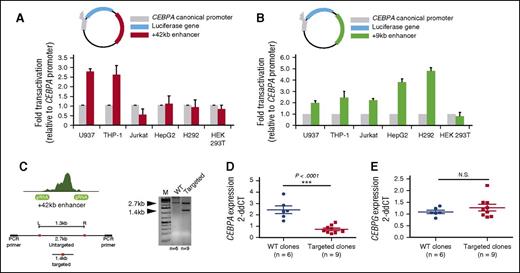 Figure 4. The +42-kb enhancer is a myeloid-specific CEBPA transcriptional activator. (A-B) The +42-kb and +9-kb enhancer were cloned 3′ of a luciferase reporter gene under the control of the full canonical CEBPA promoter. Results are presented as fold change of the +42-kb enhancer in combination with the CEBPA promoter (blue = myeloid; red = lymphoid; green = CEBPA+ nonhematopoietic; orange = CEBPA− nonhematopoietic cell lines) relative to CEBPA promoter alone (gray). (C) gRNA for the CRISPR/Cas9 system were designed to flank the p300 and TF-binding sites within the +42-kb enhancer. Single-cell clones were generated and genotyped using a PCR strategy. (D-E) WT clones (n = 6) and homozygous clones (n = 9) were selected and qPCR for CEBPA mRNA expression and for CEBPG was conducted. Statistical significance to compare mRNA expression levels between WT and homozygous clones for both genes under investigation, was carried out using the 2-tailed Student’s t test. ***P < .0001; N.S., not significant.