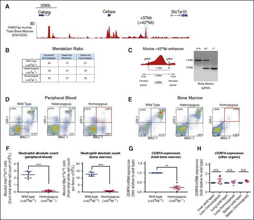 Figure 5. +37-kb deleted mice (+42Mkb) show low Cebpa levels and develop neutropenia. (A) ChIP-seq H3K27ac in murine total bone marrow (ENCODE) shows multiple regions of open chromatin. A region located at +37 kb in mice is highly homologous (supplemental Figure 5A) to the human +42-kb enhancer and is H3K27ac marked. (B) Table showing Mendelian ratios. (C) PCR genotyping using primers flanking the gRNAs generate an amplicon of 1.65 kb on the intact/WT allele and an amplicon of 550 bp on the deleted/rearranged allele. (D-E) Flow cytometric analysis to distinguish neutrophils in peripheral blood or bone marrow of WT (blue), heterozygous (green), and homozygous (red) mice using the myeloid differentiation markers Mac1 and GR1. (F) Neutrophil absolute counts in peripheral blood and bone marrows of WT and homozygous mice. (G) Cebpa mRNA expression from total bone marrow obtained from WT (n = 6) or homozygous +42Mkb knockout mice (n = 6) is presented as fold change. (H) Cebpa mRNA expression from liver, lung, and spleen does not show significant changes. ***P < .0001; **P < .001; N.S., not significant.