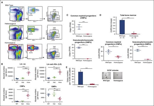 Figure 6. Reduction in GMPs, increase in CMPs, and loss of GCSF response in +42Mkb enhancer deleted bone marrow. (A) Lineage-negative cKIT+Sca-1− (LK) cells were derived from gated c-KIT+ cells. The myeloid progenitor cell population including CMP, GMP, and MEP was characterized using CD34 and CD16/32 markers gated from LK cells. (B) Absolute numbers for lineage-negative cells, LK, CMP, and GMP cell populations were calculated from bone marrow white cell count per femur. (C) Cebpa expression measured by RNA-seq expressed as FPKM values derived for WT and homozygous mice in CMP (2wt vs 3hom) and GMP (2wt vs 2hom) sorted fractions. (D) Csf3r expression in total bone marrow by qPCRs, presented as fold change between WT (n = 3) and homozygous (n = 3) mice. RNA-seq analysis of Csf3r in FACS-sorted CMP and GMP cell populations with values expressed as FPKM. (E) Numbers of CSF3-stimulated colonies per 10 000 cells plated obtained from WT bone marrow or from +42Mkb homozygous deleted mice. Colony numbers represent the average of 3 independent experiments. Representative microphotographs of colonies show differences in sizes and numbers between WT and homozygous mice. FPKM, fragments per kilobase of transcript per million mapped reads.