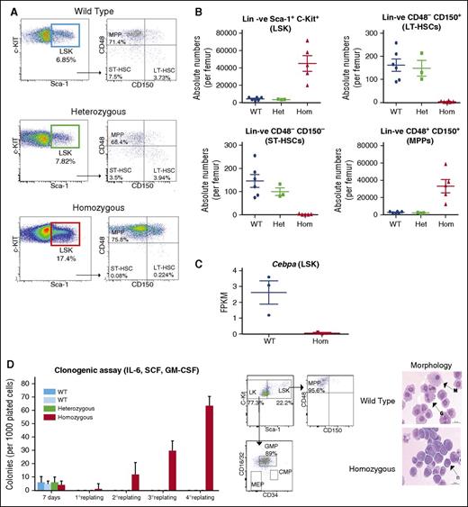 Figure 7. Loss of HSCs and expansion of multipotent progenitors in +42M kb−/− mice. (A) SLAM CD48+CD150+ markers were used to characterize cell distribution within the MPP, LT-HSC, and ST-HSC cell populations gated from lin−Sca-1+c-kit+ (LSK) cell populations. (B) Absolute cell numbers for LSK, MPP, LT-HSCs, and ST-HSCs were calculated from bone marrow white cell count per femur. (C) Cebpa expression by RNA-seq (FPKM values of WT vs homozygous mice). (D) Total bone marrow cells from WT, heterozygous, and homozygous mice were cultured in semisolid medium supplemented with IL-3, IL-6, SCF, and GM-CSF. Colonies were counted and replated every 7 days. FACS plots showing that the majority of cells grown under these conditions are mainly LK/GMP cells and, to a lesser extent, MPP/LSK cells. Morphological examination with May-Grünwald-Giemsa after 7 days distinguishes normal granulocytic and macrophage differentiation in WT cells as compared with homozygous cells that show blasts as the major cell population.