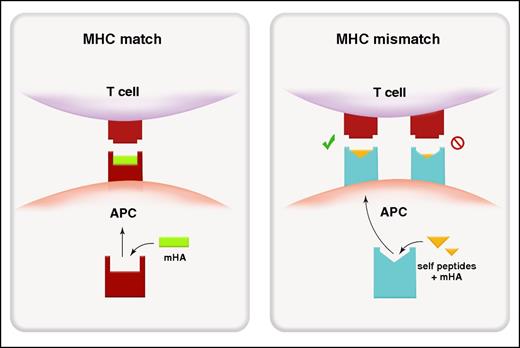Figure 1. Alloantigen presentation and recognition in MHC-matched and MHC-mismatched transplantation. Peptide recognition in MHC-matched transplant (left). Because donor T cells are selected through positive and negative selection in donor thymus, the donor TCR recognizes host-derived (non-self) mHAs (green) within an MHC (red) that is shared between donor and host. Molecular mimicry in MHC-mismatched transplantation (right). The donor TCR can recognize a mismatched host MHC (blue) loaded predominantly with antigenic peptide derived from ubiquitous self-proteins (yellow) rather than polymorphic mHAs.