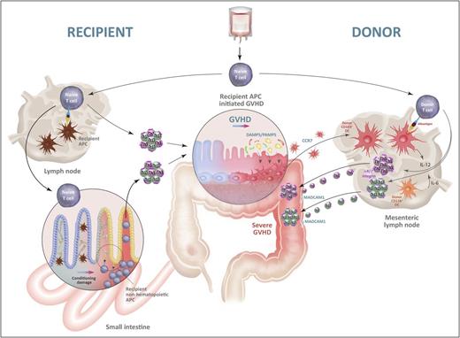 Figure 2. The initiation and amplification of GVHD by alloantigen presentation. Naive donor T cells contaminating the stem cell graft migrate into recipient lymph nodes and/or GVHD target organs, particularly the gastrointestinal (GI) tract. They encounter recipient alloantigen presented by recipient APCs in the lymph nodes and/or by recipient nonhematopoietic APCs, including those in target tissue (eg, fibroblasts, epithelial cells). The latter obtain functional antigen presentation capacity following tissue damage induced by chemoradiotherapy during conditioning and cytokines generated following donor T cell activation. Hereafter, donor T cells proliferate and differentiate into Th1 and Th17 cells and induce GVHD in the target tissues, particularly the GI tract. Tissue damage within the colon at this point allows microbiome-derived damage-associated molecular pattern/pathogen-associated molecular pattern (DAMP/PAMP) signals to expand and activate donor CD103+ DCs in situ, which subsequently migrate into the mesenteric lymph node, under the influence of CCR7. Within the mesenteric lymph node, these donor DCs secrete IL-12 and present alloantigen to donor T cells to further drive pathological Th1 and Th17 differentiation while imprinting gut-homing α4β7 integrins, permissive of massive secondary migration into the gut, resulting in fulminant disease. Schematic highly modified from Koyama et al42 with permission.