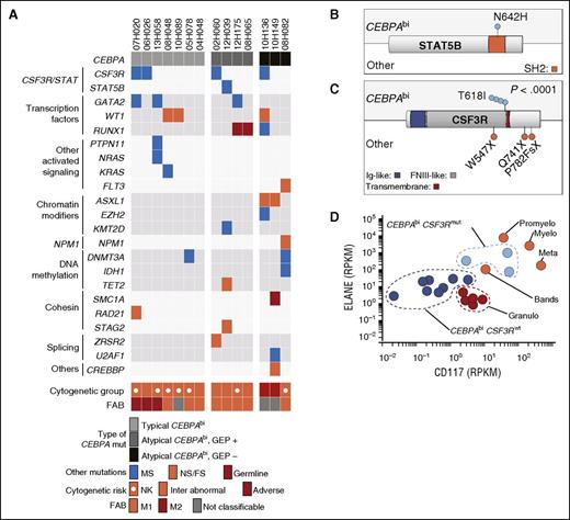 Figure 2. Mutational landscape of CEBPAbi AML. (A) Mutation profile of CEBPAbi AML. Samples are grouped together according to the type of CEBPA mutations: typical CEBPAbi, atypical GEP+ CEBPAbi, and atypical GEP− CEBPAbi, illustrated by shades of gray from light to dark. Each column represents a patient sample. (B-C) Primary structures of STAT5B (B) and CSF3R (C) proteins with corresponding positions of mutations in CEBPAbi and non-CEBPAbi (other) AML. (D) Expression of ELANE and CD117 in GEP+ CEBPAbi compared with normal sorted granulocyte populations from peripheral blood (n = 5, red) and normal marrow precursors (n = 4, orange). FNIII, fibronectin type III; Granulo, granulocytes; Ig, immunoglobulin; Inter, intermediate; Meta, metamyelocytes; Mut, mutated; Myelo, myelocytes; NPM1, nucleophosmin 1; Promyelo, promyelocytes.