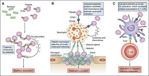 Three typical examples of how activated platelets can mediate cell–cell interactions and affect innate immune responses. (A) Platelet Toll-like receptor (TLR) expression enables activated platelets to bind and capture bacteria. Subsequently, the platelets may directly kill the bacteria by producing thrombocidins or by aggregating around the bacteria and “trapping” them for elimination by professional phagocytes. (B) It is now clear that platelets can also heterotypically interact with a wide variety of cells, including leukocytes. Activated platelets promote neutrophil tethering and activation through the expression of selectins, CD154 (also known as CD40L), and inflammatory cytokines and chemokines. (C) Similarly, activated platelets can promote the activation of monocytes and dendritic cells (DCs), particularly through CD40–CD154 interactions. This leads to increased antigen presentation to T cells and enhances adaptive immune responses. MHC, major histocompatibility complex; TCR, T-cell receptor. Reprinted from Semple et al,2 with permission from Macmillan Publishers Ltd.