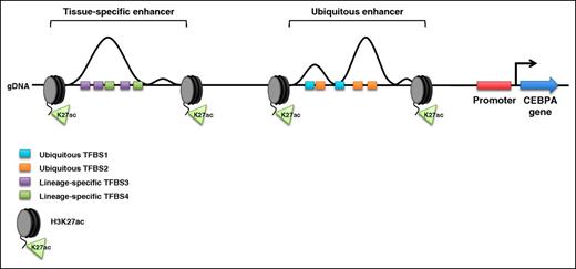 Schematic of the human CEBPA locus. Enhancer elements upstream of the CEBPA promoter are flanked by acetylated lysine 27 on the tail of histone H3 (H3K27ac). The genomic sequence under each enhancer contains consensus transcription factor–binding sites (TFBS). In all tissues that express CEBPA, transcription factors bind their consensus sequences within the ubiquitous enhancer (ubiquitous TFBS1 and TFBS2). Lineage-specific transcription factors bind their consensus sequences within the tissue-specific enhancer only when CEBPA is expressed in the corresponding cell lineage (lineage-specific TFBS3 and TFBS4). gDNA, genomic DNA.