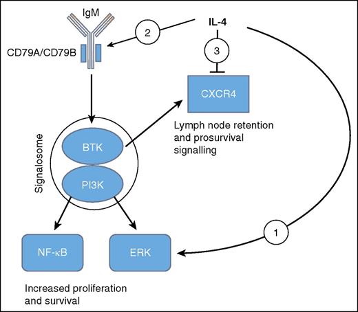 Diagrammatic representation of the effects of IL-4 as elucidated by Aguilar-Hernandez et al and others.5,6,8 Overall BCR signaling in CLL acts to increase proliferation and survival, whereas CXCR4 appears to mediate lymph node retention as well as survival. (1) IL-4 promotes a BCR pathway to ERK but not NF-κB. (2) IL-4 induces CD79A and CD79B and increases surface IgM. (3) IL-4 represses CXCR4.