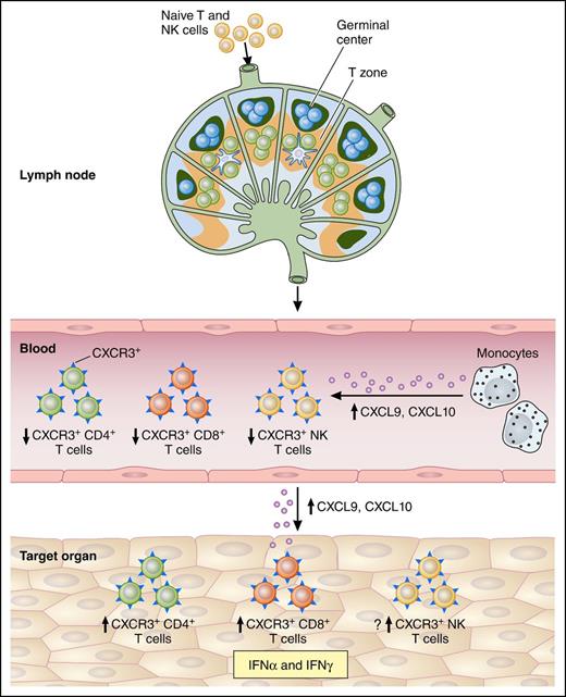 Possible involvement of CXCL9 and CXCL10 in cGVHD pathogenesis. Naive lymphocytes (T and NK) traffic to local lymph nodes, where they recognize recipient minor antigen (mAg) presented by antigen-presenting cells in the T-cell zone. In parallel, B cells are activated in the germinal center. Primed naive cells convert to mAg-specific effector cells and exit the lymph nodes. Upon CXCL9 and CXCL10 release by circulating monocytes, the activated lymphocytes acquire CXCR3 on their surface leading to their recruitment in the target tissues via a CXCL9/CXCL10 gradient and a decrease of their frequencies in the blood. CD4/CD8+ T cells and possibly NK cells recognize recipient mAg expressed on major histocompatibility complex (MHC) I and MHC II or a to-be-determined NK receptor expressed by the epithelium, respectively. Then, effectors will kill tissue targets, promoting local cytokine and chemokine production, and setting up a cycle of tissue destruction and further effector recruitment. Professional illustration by Patrick Lane, ScEYEnce Studios.