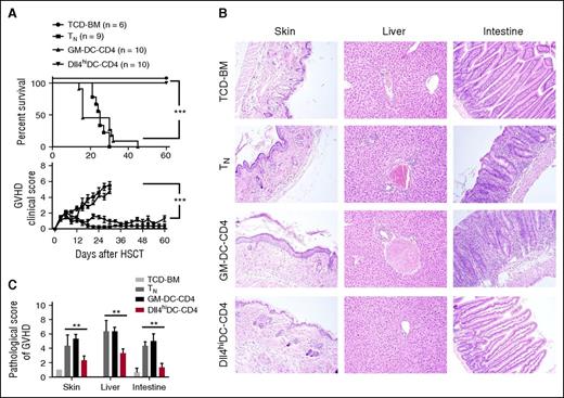 Figure 3. Dll4hiDC-induced alloreactive T cells have reduced ability to cause GVHD. Dll4hiDCs and GM-DCs were generated from BM of BALB/c mice. After 8 days in culture, DCs were stimulated by LPS and R848 for 24 hours. Then, both Dll4hiDCs and GM-DCs were cultured with allogeneic B6 CD4+ T cells for 5 days (DCs/T cells = 1:4). Lethally irradiated (8 Gy) BALB/c mice were injected with B6 TCD-BM (5.0 × 106) mixed with or without either naïve or in vitro activated allogeneic CD4+ T cells (1.0 × 106). (A) Survival and GVHD clinical score of the recipients were monitored over time (mean ± standard error of the mean). Data shown here are pooled from 2 independent experiments. (B) Representative images show the skin, liver, and small intestine from 1 of 6 recipients in each group at day 14 after transplantation. Photographs were obtained with an Olympus BX41 microscope (10/0.3 NA lens, ×200 magnification, digital DP70 camera). (C) Graphs show the pathological scores of GVHD 14 days after HSCT (6 mice per group). **P < .01; ***P < .001.
