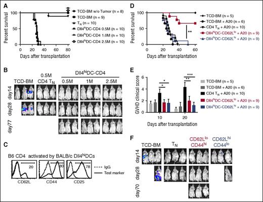 Figure 4. Dll4hiDC-induced T cells retain potent antileukemia activity. Dll4hiDCs were generated from BM of BALB/c mice. Then, the Dll4hiDCs were cultured with allogeneic B6 CD4+ T cells for 5 days (DCs/T cells = 1:4). Lethally irradiated (8 Gy) BALB/c mice were injected with B6 TCD-BM (5.0 × 106) mixed with in vitro activated allogeneic CD4+ T cells. In addition, A20TGL leukemia/lymphoma cells (1.0 × 106) were injected to these recipients 2 hours before transplantation to induce leukemia. (A, B) The numbers of Dll4hiDC-induced CD4+ T cells were titrated from 0.5 million (M) to 2.5 M. B6 TCD-BM with or without addition of unstimulated B6 CD4+ TNs were transferred to lethally irradiated BALB/c mice as controls. (A) Survival of the recipients was monitored over time. (B) Pictures show in vivo detection of luciferase activity at days 14, 28, and 77 after transplantation. Data shown here are pooled from 2 independent experiments. (C) Histograms show the expression of tested markers on the surface of Dll4hiDC-induced CD4+ T cells. (D-F) Dll4hiDC-induced CD4+ T cells were flow sorted into CD4+CD44hiCD62Llo cells (0.5 × 106) and CD4+CD44loCD62Lhi cells (0.5 × 106) and transferred together with TCD-BM into lethally irradiated leukemia BALB/c mice. (D) Survival of the recipients was monitored over time. (E) Histogram shows GVHD clinical scores at days 10 and 20. (F) In vivo images of the luciferase-positive leukemia cells at days 14, 28, and 70 were shown. Photographs were taken by Xenogen IVIS 100. Data shown here are pooled from 2 independent experiments. *P < .05; **P < .01; ***P < .001.
