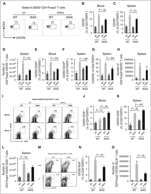 Figure 5. Tfh cells in blood and spleen of immunized WAS KO and WT mice. (A) Flow cytometric analysis of B220−CD4+Foxp3−CXCR5+ cells in blood and spleen of WAS KO mice and WT mice after secondary immunization (immu). un, unimmunized control. Percentage of CXCR5+ cells within CD4+Foxp3− T cells in blood (B) and spleen (C) of WT mice and WAS KO mice. (D) Number of Tfh cells in the spleen of WT and WAS KO mice. Percentage of CXCR5+CD44hi cells within CD4+Foxp3− T cells in blood (E) and spleen (F) of WAS KO mice and WT mice. (G) Percentage and (H) number of Tfr in the spleen of WT and WAS KO mice. (I) Flow cytometric analysis of CXCR5+ICOS+ cells in spleen and blood of WT and WAS KO mice. The percentage of CXCR5+ICOS+ T cells in blood (J) and spleen (K) of WT and WAS KO mice. (L) The number of CXCR5+ICOS+ T cells in spleen of WT and WAS KO mice. (M) Flow cytometric analysis of CXCR5+BCL6+ cells in spleen of WAS KO mice and WT mice. (N) Percentage and (O) number of CXCR5+BCL6+ cells within CD4+ T cells in the spleen of WAS KO mice and WT mice.