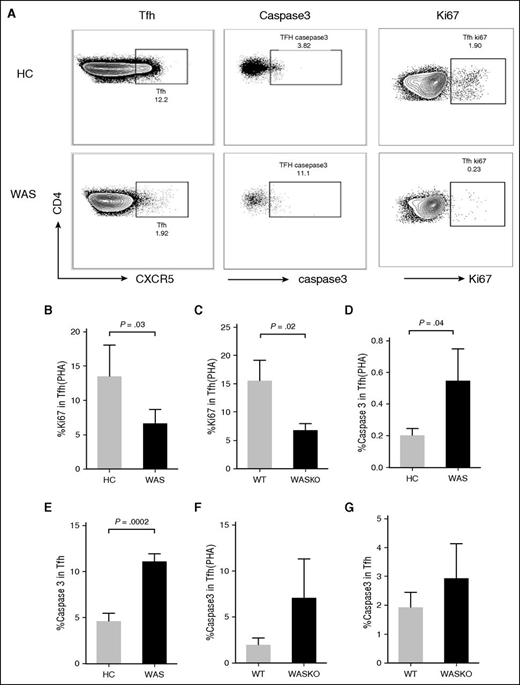 Figure 6. The proliferation and apoptosis of Tfh cells in HCs and WAS patients or WT and WAS KO mice. (A) Flow cytometry analysis of caspase-3 or Ki-67 staining of Tfh cells in HCs and WAS patients stimulated without or with PHA. (B) The percentage of Ki-67+ Tfh cells in PBMCs from HCs and WAS patients stimulated with PHA. (C) The percentage of Ki-67+ Tfh cells in the spleen of WT and WAS KO mice stimulated with PHA. The percentage of caspase-3+ Tfh cells in PBMCs from HCs and WAS patients stimulated with PHA (D) or without PHA (E). The percentage of caspase-3+ Tfh cells in the spleen of WT and WAS KO mice stimulated with PHA (F) or without PHA (G).