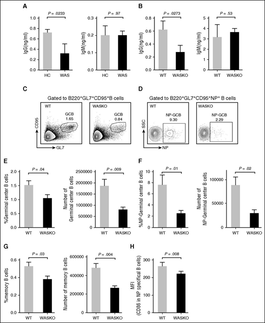 Figure 7. The in vitro and in vivo functions of WAS patient Tfh cells or WAS KO Tfh cells. ELISA assay of IgG and IgM in the culture medium from HC naive B cells cocultured with HC or WAS Tfh cells (A) or from WT naive B cells cocultured with WT or WAS KO Tfh cells pulsed with SEB at day 3 (B). Flow cytometry analysis of GC B cells (C) or NP-specific GC B cells (D) from CD4 KO mice transferred with WT or WAS KO CD4+ naive T cells at day 7. The percentage and number of GC B cells (E) or NP-specific GC B cells (F) in CD4 KO mice transferred with WT or WAS KO CD4+ naive T cells at day 7. (G) The percentage and number of memory B cells in spleen of CD4 KO mice transferred with WT or WAS KO CD4+ naive T cells at day 7. (H) The MFI of CD86 in NP-specific B cells in CD4 KO mice transferred with WT or WAS KO CD4+ naive T cells. SSC, sidescatter.