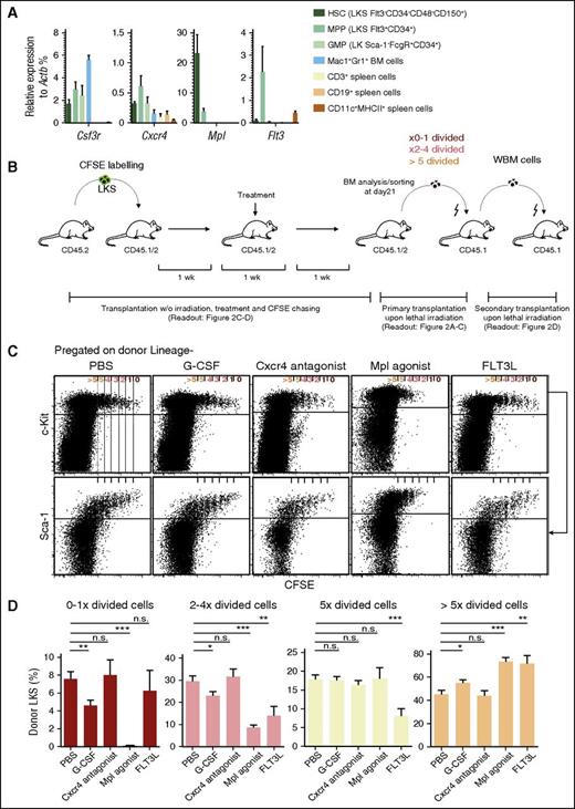 Figure 1. Receptor expression and proliferation of LKS upon extrinsic stimulation. (A) Quantitative polymerase chain reaction analysis on mRNA expression of the indicated genes in FACS-sorted BM HSCs (LKS Flt3−CD34−CD48−CD150+), MPPs (LKS Flt3+CD34+), GMPs (LK Sca1−FcgR+CD34+), and granulocytes (Mac1+Gr1+), as well as spleen T (CD3+), B (CD19+), and dendritic cells (CD11c+MHCII+). Relative expression of the indicated genes to the expression of Actb is shown in the respective cell populations (mean ± standard error of the mean), data obtained from 3 independent experiments, n = 4. (B) Experimental scheme: steady-state, nonirradiated mice were transplanted with 0.8 to 1.1 × 105 CFSE-labeled LKS cells; 1 week posttransplantation, they were injected over 1 week as indicated in “Study design.” One week after the final injection and 3 weeks after transplantation of CFSE-labeled LKS, mice were analyzed and cells were subsequently sorted for transplantation as indicated. For secondary transplantation, whole BM was used as indicated. (C) Representative dot plot analysis of lineage-depleted BM cells pregated on donor Lin− (upper) or donor Lin−c-Kit+ cells (lower). (D) Percentage of donor LKS in subsequent divisional groups. Graphs show mean ± standard error of the mean (n = 6-24 mice from 3 to 14 independent experiments). Data analyzed with paired, 2-tailed Student t test. ***P < .001, **P < .01, *P < .05. GMPs, granulocyte-macrophage progenitors; ns, not significant; w/o, without.