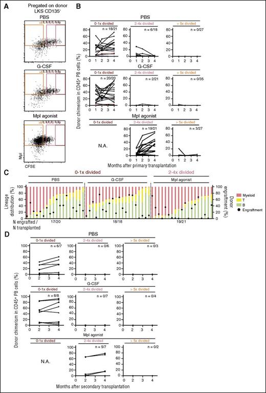 Figure 2. Mpl agonist treatment induces HSC division and self-renewal. (A) Representative BM FACS plots and sorting gates (pregated on donor LKS Flt3−) from animals transplanted 3 weeks prior with CFSE-labeled LKS cells and subsequently treated with PBS, G-CSF, or Mpl agonist as indicated in “Study design” and Figure 1B. (B) Donor chimerism in peripheral blood (PB) observed over 4 months of recipients of cells sorted from 0×- to 1×-, 2×- to 4×-, and >5×-divided cells from PBS, G-CSF, and Mpl agonist-treated animals as indicated. Graphs show individual donor chimerism from animals transplanted with 7 cells (blue line, n = 1), 12 cells (red lines, n = 2), 17 cells (green line, n = 1), and 20 to 22 cells (black lines). Number of animals engrafted (positive cutoff >0.4%)/number of animals transplanted is indicated on each graph. (C) Donor cell engraftment (cutoff >0.4%) and lineage distribution (myeloid lineage, T cells and B cells) in recipient mice PB at month 4. (D) Donor chimerism in PB over 4 months in recipients of whole BM from animals in panels B and C. Number of engrafted vs transplanted animals (positive cutoff >0.4%) is shown in each graph. N.A., not applicable.