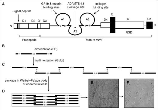 Figure 2. VWF domain structure and potential lateral association. (A) VWF domain structure. ProVWF forms disulfide-linked dimers (B) that further multimerize covalently to multimers in the Golgi (C). These multimers are packaged in the storage granule Weibel-Palade body of endothelial cells (D), where the multimerization process is likely to continue, but factors that regulate its rate and termination remain largely unknown. The stored VWF multimers are released from endothelial cells that are activated by inflammatory stimuli. These newly released VWF multimers form fibrillary meshes that capture platelets (E) and are proteolytically released from the surface of endothelial cells by ADAMTS-13 (F).