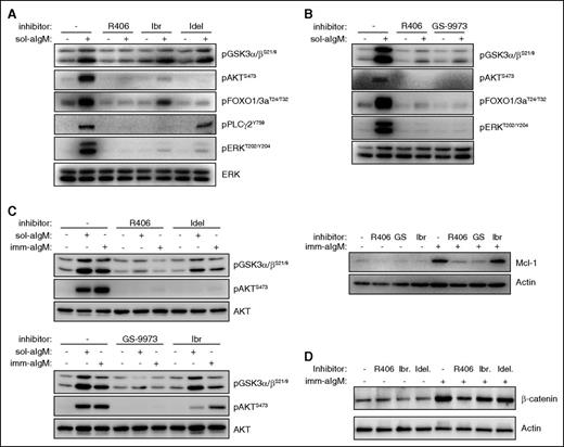 Figure 5. Differential inhibition of downstream BCR signaling pathways by SYK, BTK, and PI3Kδ inhibitors. (A) CLL cells were preincubated for 2 hours with 1 μM of the indicated BCR inhibitor and then stimulated for 10 minutes with 10 μg/mL soluble goat F(ab′)2 anti-human IgM (sol-aIgM). Cellular extracts were prepared and analyzed by immunoblotting with the indicated antibodies. One representative experiment is shown. Ibr, ibrutinib; Idel, idelalisib. (B) CLL cells were preincubated with 1 μM of the indicated inhibitors and stimulated for 10 minutes with sol-aIgM or 24 hours with imm-aIgM. One representative experiment out of 4 is shown. (C) CLL cells were stimulated with sol-aIgM or imm-aIgM in the presence or absence of the indicated inhibitors (1 μM) and then analyzed as in panel A. One representative experiment out of 3 is shown. (D) CLL cells were preincubated with 1 μM of R406, Ibr, or Idel and stimulated for 24 hours with imm-aIgM prior to harvesting and analysis of β-catenin expression.
