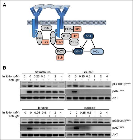 Figure 6. The BCR regulates the activity of GSK-3 in CLL cells through an AKT-independent/PKC-dependent pathway. (A) Schematic representation of BCR signaling molecules involved in regulating GSK-3 activity and Mcl-1 expression. (B) Dose titration effects of sotrastaurin (Sotr), GS-9973 (GS), ibrutinib, and idelalisib, on GSK-3 and AKT phosphorylation were evaluated in anti-IgM–stimulated CLL cells. One representative experiment out of 3 performed is shown.