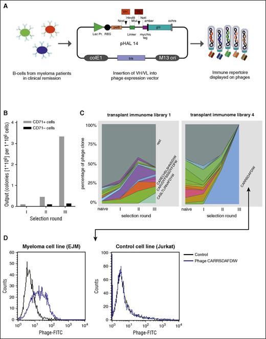 Figure 2. Selection of transplant immunome displaying scFv phage libraries on myeloma cells. (A) Schematic diagram illustrating the strategy to clone patients’ B-cell immune repertoires into the pHAL14 scFv phage display vector. (B) Proof-of-principle selection of healthy donor scFv phage library spiked with 0.1% anti-CD71 scFv phage on CD71+ cells. (C) Deep-sequencing–assisted screening of patient-derived transplant immunome scFv phage libraries on myeloma cell lines. Graphs display heavy-chain CDR3 clonal dynamics of the most frequent clones during selection rounds. Smaller clones are summarized in gray. (D) Flow cytometry–binding analysis of scFv phage clone CARRSDAFDIW derived from transplant immunome library 4 on myeloma cell line (EJM) and control cell line (Jurkat). VH, heavy chain variable region; VL, light chain variable region.