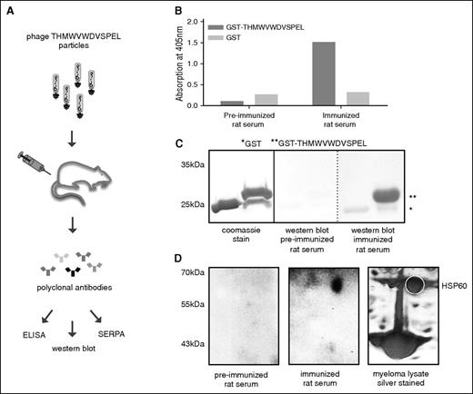 Figure 3. Reverse immunization approach to trace back epitope-mimic to parental antigen. (A) Schematic diagram of the strategy used to immunize rats for the generation of THMWVWDVSPEL epitope-directed antisera used for target identification. (B-C) Reactivity of rat anti-THMWVWDVSPEL serum with GST-THMWVWDVSPEL by ELISA and western blot. (D) Antigen identification via SERPA technology. Antigen was identified from IM-9 myeloma cell lysate after 2D gel electrophoresis and blotting using rat anti-THMWVWDVSPEL serum as detection antibody. The detected spot was excised and identified by mass spectrometry.