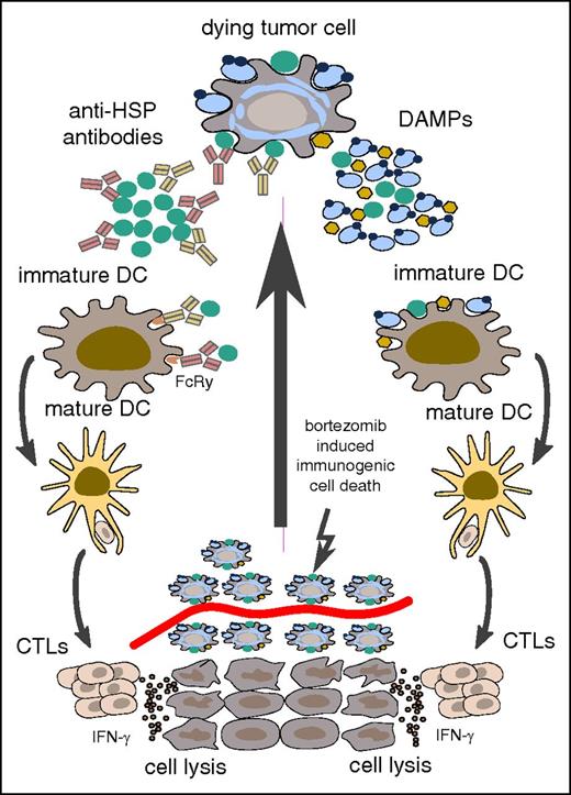 Figure 5. Schematic representation of potential T-cell activation by anti-HSP–directed humoral immune responses. In the context of immunogenic cell death, HSPs are secreted or translocated to the cell surface and serve as DAMPs. Such DAMPs can recruit and activate DCs directly as shown on the right. Opsonization of HSPs by the antibody immune response may even enhance this DC activation by interaction of immune complexes with the Fcγ receptor (left part). Both ways may result in engulfment of DAMPs and potent tumor antigen presentation to T cells, potentially leading to effective T-cell–mediated antimyeloma immune responses. CTL, cytotoxic T-lymphocytes. Diagram adapted from Kroemer et al.62