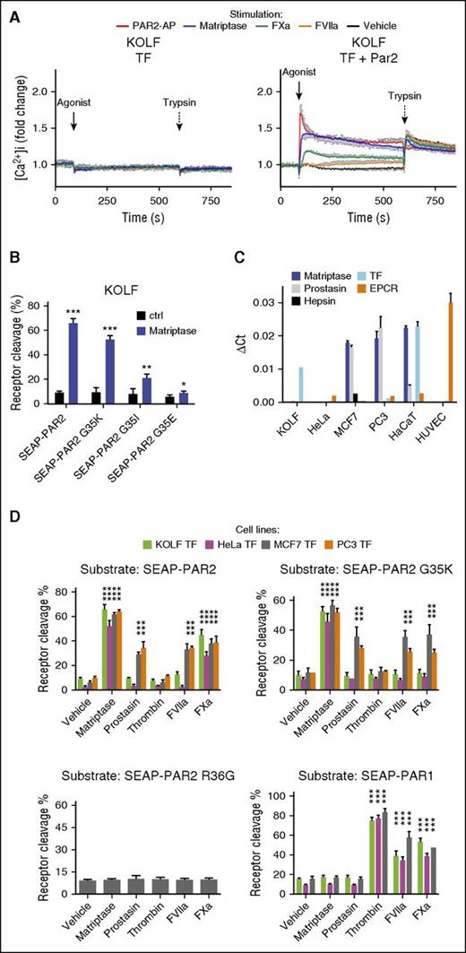 Figure 1. PAR2G35K is selectively cleaved by matriptase over coagulation proteases in a cell type-dependent manner. (A) KOLF cells transfected to express TF alone (left) or together with PAR2 (right) were loaded with the fluorescent calcium dye Fura2-AM and then stimulated with PAR2-AP (100 μM), matriptase (3 nM), FVIIa (10 nM), or FXa (20 nM), followed by trypsin (10 nM). Changes in intracellular calcium were calculated as described in “Methods” and normalized to the fluorescence ratio prestimulation. Note the potency of matriptase. The graph (mean ± SEM) is representative of 3 separate experiments performed in duplicate. (B) KOLFs transfected to express G35-point mutants of SEAP-PAR2 were stimulated for 30 min with matriptase (1 nM) and percentage cleavage determined as detailed in “Methods,” after a trypsin strip of remaining surface SEAP moieties. Of the 3 coagulation factor-resistant PAR2 mutants tested, only PAR2G35K remained a good substrate for recombinant matriptase. (C) Evaluation of the expression levels of selected MASPs and coagulation cofactors in selected cell lines relative to glyceraldehyde-3-phosphate dehydrogenase by quantitative reverse transcription polymerase chain reaction with species-specific primers. Note that KOLF quantification does not include EPCR. (D) HeLa, MCF7, KOLF, and PC3 cells transfected to express TF and SEAP-PAR1, SEAP-PAR2, SEAP-PAR2G35K, or SEAP-PAR2R36G were stimulated with matriptase (1 nM), prostasin (5 nM), thrombin (3 nM), FVIIa (20 nM), or FXa (40 nM) for 30 min and percentage receptor cleavage assessed. Note that SEAP-PAR2G35K is cleaved by matriptase but resistant to coagulation proteases and to prostasin, a known activator of pro-matriptase, in HeLa and KOLF cells, but not MCF7 and PC3 cells. This cleavage reflects canonical activation, as indicated by the lack of processing of SEAP-PAR2R36G. Thrombin did not cleave any PAR2 variant, but efficiently processed SEAP-PAR1. Statistical analysis was by a Student t test in B and a 1-way ANOVA followed by Newman-Keuls multiple comparison test in D. *P < .05; **P < .01; ***P < .001, relative to vehicle control.