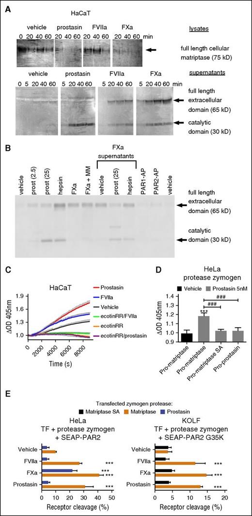 Figure 3. Coagulation proteases transactivate latent matriptase to enhance epithelial PAR2 cleavage. (A) HaCaT cells were incubated for the indicated time with prostasin (25 nM), FVIIa (25 nM), or FXa (50 nM) cell lysates, and concentrated supernatants were denatured, size-separated, blotted, and probed with an anti-matriptase antibody. Note the consumption of cell-associated matriptase and corresponding accumulation of the extracellular (by FVIIa and FXa only) and catalytic (by all 3 proteases) domains in supernatants. The blot is representative of 4 independent experiments (quantification in supplemental Figure 5A). (B) HaCaT cells were incubated for 1 hour with prostasin (2.5 or 25 nM), hepsin (30 nM), FXa (50 nM), PAR1-AP (50 µM), or PAR2-AP (50 µM), either alone or supplemented with marimastat (MM, 1 µM). Where indicated, cell-free supernatants of FXa-treated cells were incubated for an additional hour with no further addition of protease or after supplementation of prostasin (25 nM) or hepsin (30 nM). Samples were denatured, size-separated, blotted, probed with an anti-matriptase antibody, and revealed. Note that the full-length extracellular domain released by Xa can be further matured in solution by prostasin and that shedding is independent of zinc metalloproteases and does not require engagement of PARs. (C) Activation of serine proteases with matriptase-like specificity was studied by stimulation of HaCaT cells with prostasin (5 nM) or FVIIa (20 nM) in the presence of the chromogenic substrate S2765. OD405 values were normalized to prestimulation values. Note that prostasin and FVIIa both stimulate matriptase-like activity in HaCaT, which also shows constitutive matriptase-like activity. All were inhibited by the MASP inhibitor ecotinRR (20 nM). The graph (mean ± SEM) is representative of 3 separate experiments performed in triplicate. (D) HeLa cells transfected with zymogens of wild-type matriptase, catalytically inactive matriptase, or prostasin were used to determine the cell surface activity of serine proteases against the chromogenic substrate S2765 upon stimulation with soluble prostasin. Note that only transfection of wild-type pro-matriptase yields a net increase in OD405 after stimulation with prostasin for 3.5 hours. (E) HeLa (left) and KOLF (right) cells were transfected to express TF, SEAP-PAR2, or SEAP-PAR2G35K together with candidate protease zymogen, as indicated, and stimulated with FVIIa (20 nM), FXa (40 nM), or prostasin (5 nM) for 1 hour, followed by a trypsin strip for determination of receptor cleavage. Only wild-type matriptase zymogen permitted (FVIIa, prostasin) or enhanced (FXa) receptor cleavage. Pooled data ± SD of 4 independent experiments performed in duplicate.