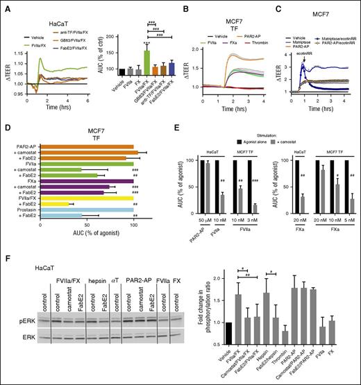 Figure 4. Matriptase mediates epithelial signaling induced by the coagulation initiation complex. (A) HaCaT cells were incubated for 1 hour in the presence of anti-TF (4.5 µg/mL), GB83 (20 µM), or FabE2 (500 nM), and changes in TEER were recorded after the addition of FVIIa (50 pM)/X (100 nM). (Left) Representative tracings normalized to prestimulation values and vehicle control. (Right) Area under the curve (AUC) (mean ± SD of 4 independent experiments). Note that all inhibitors blunted the ability of coagulation proteases to increase TEER. (B) TF-transfected MCF7 cells were stimulated with the matriptase activator prostasin (5 nM), PAR2-AP (50 μM), FVIIa (10 nM), FXa (20 nM), or thrombin (5 nM), and TEER was recorded. Note that the PAR2-AP and all proteases but thrombin induce a prolonged increase in barrier function. (C) MCF7 cells were incubated with matriptase (0.5 nM) or PAR2-AP (50 μM), and TEER was recorded. When TEER peaked in response to matriptase, the serine protease inhibitor ecotinRR (50 nM) or vehicle control was added (arrow). Note the rapid return to baseline on inhibition of matriptase, suggesting that continuous receptor activation sustains high resistance. The graph is representative of 3 independent experiments (quantification in supplemental Figure 7B). Tracings in B and C are normalized to prestimulation values and vehicle control. (D) TF-transfected MCF7 cells were incubated with camostat (1 μM), FabE2 (500 nM), or vehicle for 15 min before the addition of agonists PAR2-AP (50 μM), FVIIa (10 nM), FXa (20 nM), FVIIa (50 pM)/FX (100 nM), or prostasin (5 nM), and TEER was recorded during 4 hours. The AUC was quantified and expressed as a percentage of the unrestrained agonist response. Camostat and FabE2 significantly inhibited responses to the matriptase-activator prostasin and to coagulation proteases, but not to PAR2-AP. (E) TF-transfected MCF7 or HaCaT cells were incubated with camostat (1 μM) or vehicle for 15 min before addition of agonists, and TEER was recorded during 4 hours. The AUC was quantified and expressed as a percentage of the unrestrained agonist response. Responses are more sensitive to camostat at low concentrations of coagulation proteases and are more sensitive in HaCaT than MCF7. (F) HaCaT cells were incubated with camostat (1 μM), FabE2 (500 nM), or vehicle for 10 min before stimulation for 10 min with FVIIa (50 pM) and/or FX (100 nM), hepsin (10 nM), thrombin (αT, 5 nM), or PAR2-AP (50 µM). Total ERK and phospho-ERK levels were determined by western blotting. (Left) Representative experiment. (Right) Pooled ratiometric analyses of pERK/total ERK (mean ± SD; n = 3). Note that all agonists except thrombin induced an increase in ERK phosphorylation and that activation by proteases, but not peptide agonist, was sensitive to matriptase inhibitors. After 1-way ANOVA, a Newman-Keuls multiple comparison test was used for statistical analysis in A and for PAR2-AP, FVIIa, and FXa stimulations in D; Student t test was used for analysis of the data elsewhere. ***P < .001 relative to vehicle control; #P < .05, ##P < .01, ###P < .001 relative to uninhibited.