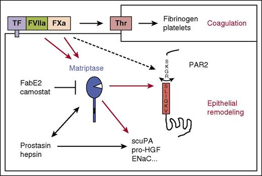 Figure 5. Matriptase connects the coagulation cascade to epithelial signaling and proteolysis. Schematic representation of how matriptase amplifies coagulation factor signaling in epithelia. The results of this study suggest that FVIIa and FXa both directly activate matriptase, which in turn activates PAR2 and processes other epithelial substrates. This may connect coagulation activation to epithelial remodeling. Matriptase also mediates PAR2 signaling by the epithelial MASPs hepsin and prostasin. Additional cofactors such as EPCR may support PAR2 activation by the TF:FVIIa:FXa ternary complex, and at high concentrations, FXa may directly activate PAR2 without matriptase transactivation.