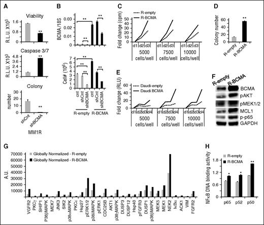 Figure 1. BCMA promotes MM cell proliferation and survival. (A) MM1R cells were infected with lentiviruses expressing shBCMA or control shRNA (shCnt) followed by these assays: CellTiter-Glo for viability, Caspase-Glo 3/7 for apoptosis, and methylcellulose-based colony formation. (B) BCMA mRNA levels were measured by real time qRT-PCR (upper) and viable cell number were determined by trypan blue (lower) in BCMA-overexpressing RPMI8226 (R-BCMA) and empty control vector-expressing RPMI8226 (R-empty) cells which were infected with shBCMA or shCnt lentivirus. Cell growth and survival were determined by (C) DNA synthesis and (D) CellTiter-Glo in paired (C) R-BCMA/R-empty MM and (E) Daudi-BCMA/Daudi-empty B lymphoma cells. (D) Colony formation is determined in R-BCMA vs R-empty cells. (F) Protein lysates were examined by immunoblotting using indicated (F) Abs and (G) Kinex KAM-880 antibody microarray using Kinexus Bioinformatics. (G) Most significant 29 protein hits in R-BCMA relative to R-empty cells are presented. (H) Nuclear extracts were assayed for p65, p50, and p52 DNA binding induction to determine NF-κB activity. *P < .01, **P < .001 Shown are means and standard error of the means of ≥3 independent experiments.