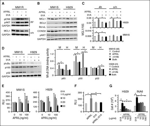 Figure 4. 01A inhibits various APRIL-induced signaling cascades and further blocks APRIL-induced adhesion and migration in MM cells. (A) MM1R cells were serum starved, pretreated with 01A, and stimulated with APRIL (100 ng/mL). Cell lysates were made and subjected to immunoblotting with specific Abs. MM1S and H929 cells were also treated with indicated reagents for 4 hours. (B,D) Cell lysates and (C) mRNA were assayed by immunoblotting and real-time qRT-PCR, respectively. (D) NF-κB DNA binding activity assays were performed in cell lysates (right). (E) MM1S and H929 cells, (F) as well as CD138+ patient MM cells, were subjected to adhesion assays on BMSC-coated plates, in the presence or absence of 01A and APRIL. (G) H929 and INA6 MM cells were incubated with 01A in APRIL-induced migration assays.