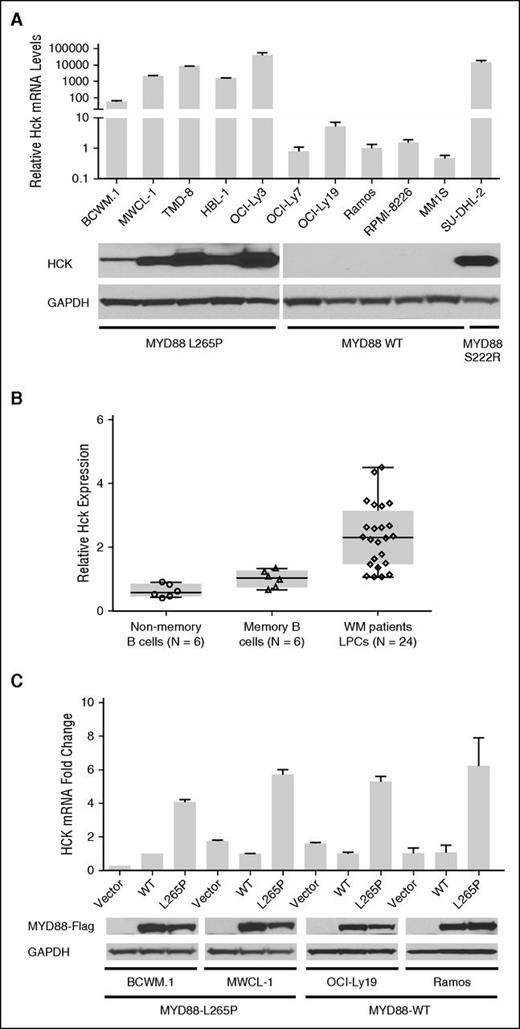 Figure 1. HCK transcription is driven by mutated MYD88. (A) HCK transcript levels in MYD88-mutated WM (BCWM.1 and MWCL-1) and ABC DLBCL (TMD-8, HBL-1, OCI-Ly3, and SU-DHL2) cells, and MYD88 WT (OCI-Ly7 and OCI-Ly19 GCB DLBCL, Ramos Burkitt, MM1.S, and RPMI-8226 myeloma) cells by qRT-PCR. (B) HCK transcription using TaqMan Gene Expression Assay in primary LPCs (CD19+) from MYD88 L265P expressing WM patients, and HD-derived nonmemory (CD19+CD27−) and memory (CD19+CD27+) B cells. P < .01 for comparison of WM LPC vs either HD non-memory or memory B-cells. The number of healthy donors that were evaluated for nonmemory (open circles) and memory (open triangles) B cells, as well as the number of WM patients that were evaluated for LPC (open diamonds) are shown. (C) Fold change in HCK transcription following lentiviral transduction with vector control, Flag-tagged MYD88 L265P or MYD88 WT protein in cell lines expressing mutated or WT MYD88. At the bottom of (C), total Flag-tagged MYD88 L265P or WT protein levels are shown for all transduced cell lines to demonstrate relative translation efficiency for MYD88 L265P and WT vectors, as well as GAPDH protein levels as protein loading controls.
