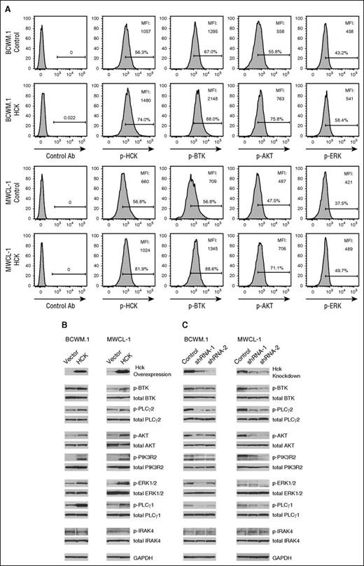 Figure 5. HCK triggers pro-survival signaling in MYD88-mutated WM cells. (A) Phosflow analysis for pHCKTyr411, pBTK, pAKT, and pERK in scramble control vector (top) or HCK transduced MYD88 mutated BCWM.1 and MWCL-1 cells (bottom). (B) Impact of HCK over-expression or (C) HCK knockdown on PI3K/AKT (PIK3R2 and AKT), MAPK (PLCγ1 and ERK1/2), BTK (BTK and PLCγ2), and IRAK4 signaling in BCWM.1 and MWCL-1 cells using antibodies to detect phospho-specific and total protein expression by immunoblotting. GAPDH protein levels were determined for control purposes in all experiments.