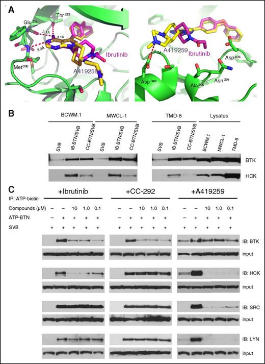 Figure 6. Ibrutinib binds to the ATP-binding pocket of HCK and blocks ATP binding. (A) Docking model of the ibrutinib (purple stick) aligned with the co-crystal structure of HCK (green ribbon)-A419259 (yellow stick). The hydrogen bonds (depicted as red dashed lines) between the aminopyrimidine moiety of ibrutinib and the hinge region of HCK are indicated. Docking studies showed that ibrutinib bound to the ATP-binding pocket of HCK with calculated affinity energy (ΔG) of −10.5 kcal/mol. (B) Results from pull-down experiments using SVB, IB-BTN, and CC-292 (CC-BTN) to detect BTK and HCK binding in MYD88-mutated BCWM.1, MWCL-1, and TMD-8 cells. (C) Results from kinase active-site inhibition assays utilizing an ATP-BTN probe that was used to pull down active kinases in the presence of ibrutinib, CC-292, or A419259 in lysates from BCWM.1 WM cells. ATP-BTN, ATP-biotin; IB-BTN, biotinylated ibrutinib; SVB, streptavidin beads.