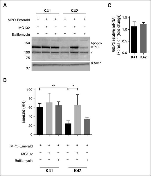 Figure 3. Absence of functional CALR leads to MPO deficiency through proteasomal degradation of MPO. (A) Expression of hMPO protein tagged with an Emerald-tag in mouse embryonic fibroblasts (K41) and mouse embryonic fibroblasts derived from a CALR knockout mouse (K42). A proteasome inhibitor (MG132) and a lysosome inhibitor (Bafilomycin) were added to the cultures as indicated. MPO protein levels were assessed by western blot. The expected size for apopro-MPO (with Emerald-tag), and β-Actin are 130 kDa and 42 kDa, respectively. The asterisk indicates an unspecific band also observed in untransfected K41 and K42 cells. (B) RFI of Emerald assessed by flow cytometry in the same conditions as in (A). The experiment was repeated 3 times. (C) Relative expression of hMPO mRNA to that of mouse glyceraldehyde-3-phosphate dehydrogenase in K41 and K42 cells transfected with hMPO. Results are expressed as mean ± standard deviation. *P < .05; **P < .01 (unpaired Student t test).