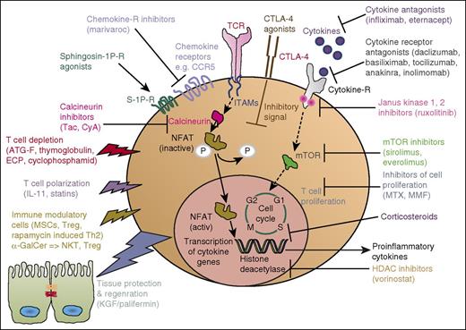 Figure 1. aGVHD. Simplified sketch showing the mode of action of multiple immunosuppressive strategies that were all developed from animal models into a clinical application for aGVHD. Ab, antibody; ECP, extracorporal photophoresis; ITAM, immunoreceptor tyrosine-based activation motif; MMF, mycophenolate mofetil; MSC, mesenchymal stroma cells; mTOR, mammalian target of rapamycin complex; NKT, natural killer T cells.